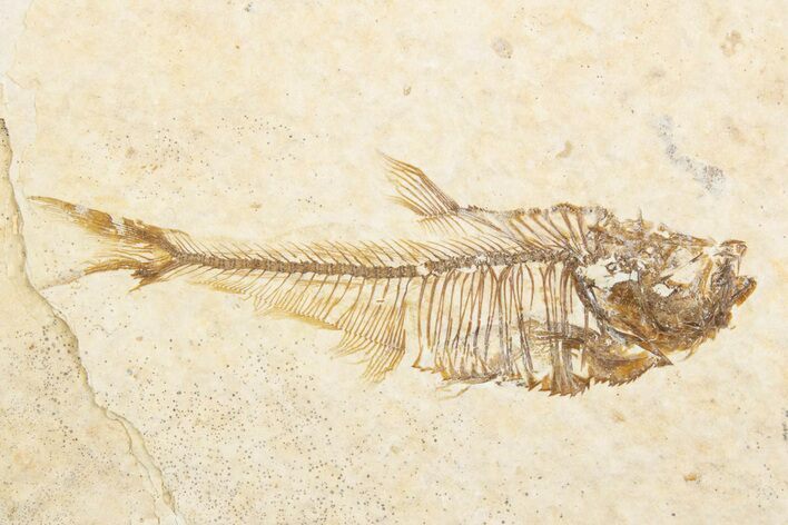 Fossil Fish (Diplomystus) Mortality Plate - Wyoming #375413